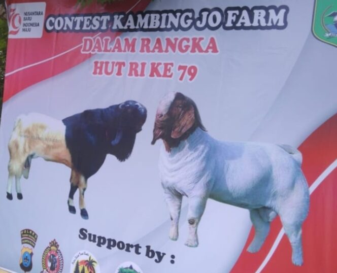 
 Kontes Kambing JO FARM Meriahkan HUT RI Ke-79 di Pantai JO Cemara Pulau Salak Berhadiah Ratusan Juta.