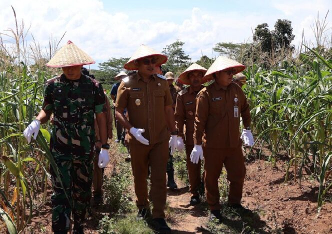
 Dukung Ketahanan Pangan, Pemkab Kabupaten Kotabaru Panen Perdana Jagung di Desa Sebelimbingan
